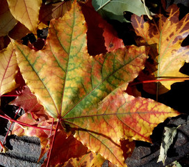 
Botanical, oak, maple, leaf, macro, organic, season, flora, flowers, botany, cheerful, design, bottom, natural, yellow, vibrant, green, beautiful, red, yellow, 