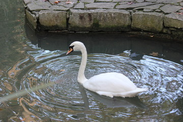 Белый лебедь на пруду