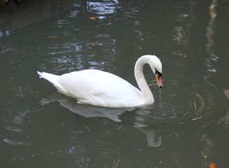 Белый лебедь на пруду