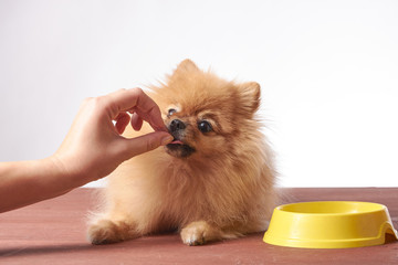 Nice taste. Close up of beautiful dog eating from the bowl