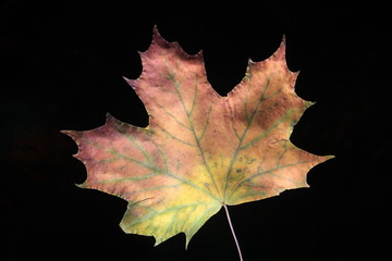 Лист клёна на чёрном