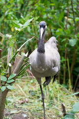 Graureier / Graureier in der Natur