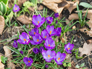 Group of crocuses  with purple flowers and yellow carpels in the early spring