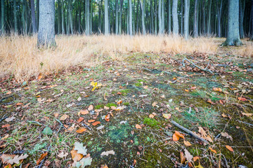 gespensterwald