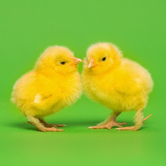 Two cute yellow baby chicks on a green background