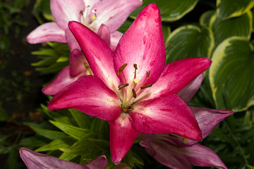 Fototapeta premium Red lily flower in flower garden. Flower lily on natural background.