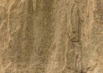  Old Wood Tree Bark Texture Background Pattern