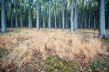 gespensterwald