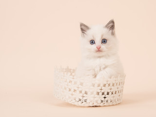 Cute baby rag doll longhair baby cat with blue eyes in a white lace basket on a soft creme background