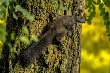 squirrel