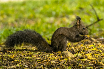 Fototapeta premium squirrel
