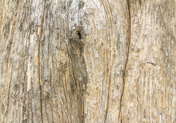  Old Wood Tree Bark Texture Background Pattern