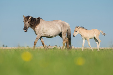Obraz na płótnie Canvas A Konik mare and a konik foal on a blue sky and green grass on a sunny day
