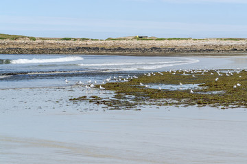 beach and water birds in Brittany