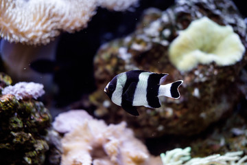 полосатая черно-белая рыба в аквариуме