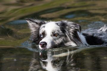 Schwimmender Hund