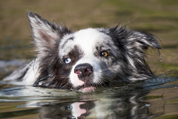 Schwimmender Hund