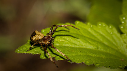 The little spider