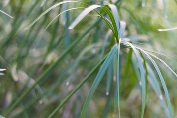 Green plant background (umbrella papyrus )