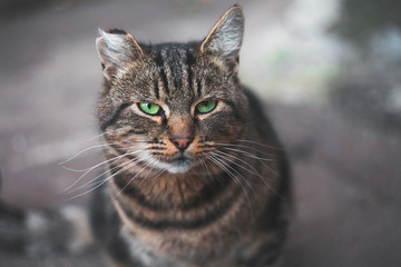Cute gray cat with green eyes is walking on a sunny day.
