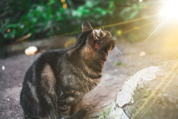 Cute gray cat with green eyes is walking on a sunny day.