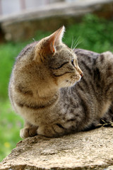 Naklejka na ściany i meble Brown tabby cat lying outdoor. Selective focus. 