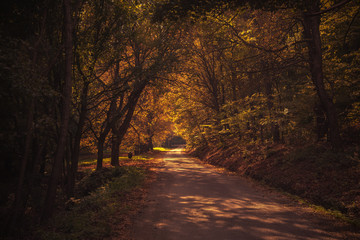 Obraz premium Road in beautiful autumn forest