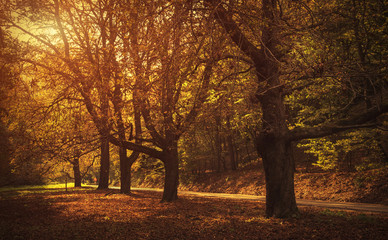Fototapeta na wymiar Road in beautiful autumn forest