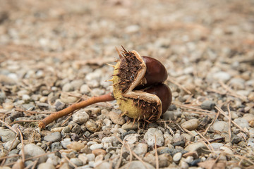 Chestnuts on gravel an autumn day