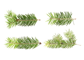  set pine tree branch isolated on white