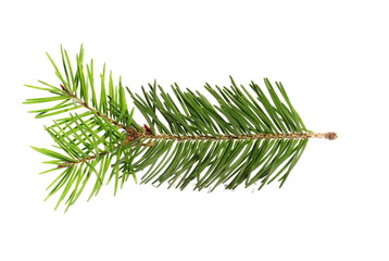 fir tree branch isolated on white