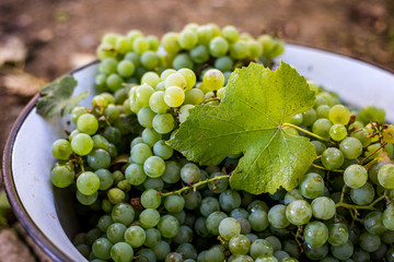 Harvested, fresh, white grapes collected in a container in autum
