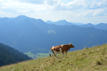 Fototapeta na wymiar mountain cow