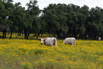 White Longhorn Pair in Yellow/Two white Longhorn cattle in field of yellow wildflowers.