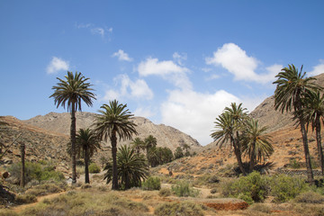 Fototapeta na wymiar Palmen im Palmental auf Fuerteventura