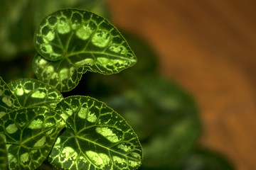 Green leaf on wood