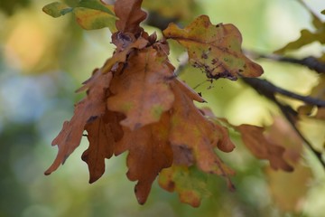 Oak leaves in autumn