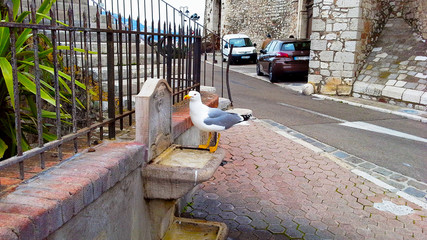 Sea Gull drinking water from the fountain on the viewing platform in Cannes, France