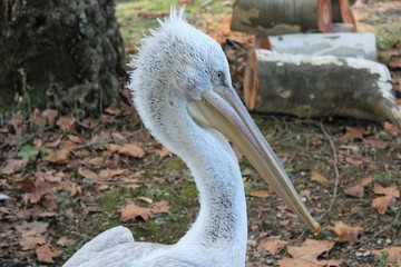 Большой белый пеликан в Дендрарии
