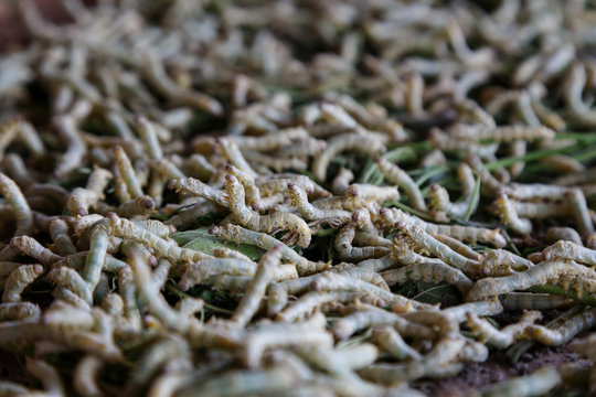 Background silkworm fed mulberry leaves.