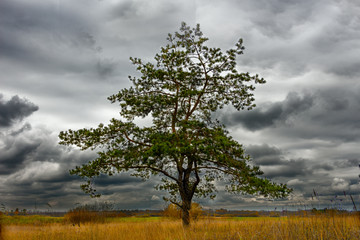 Solitary Pine in a Field. Came the autumn. In the rain clouds sky