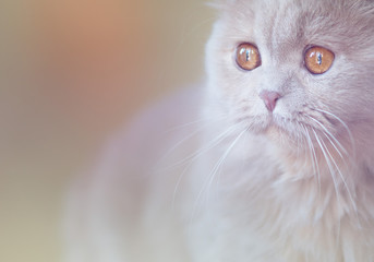 Verträumt guckende BLH Katze