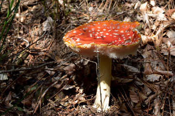 Funghi
