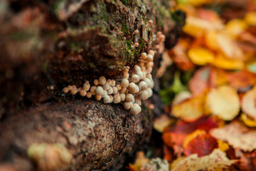 Mushrooms on an old tree stump close-up