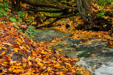 creek in the autumn forest