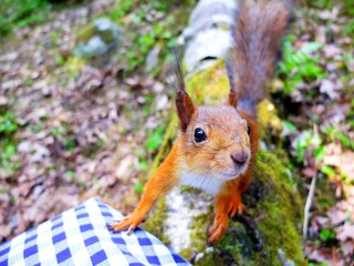 Curious squirrel closeup