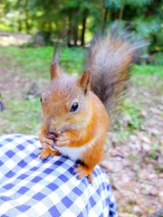 Squirrel eating a nut