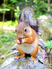 Squirrel eating a nut