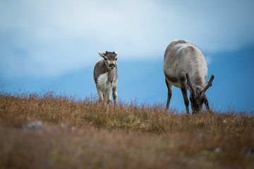 Naklejka premium Reindeer