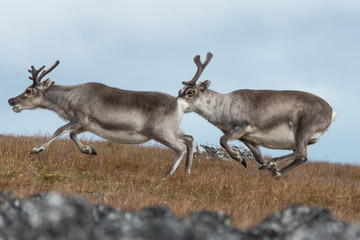 Reindeer